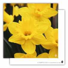 Postcard | Daffodil